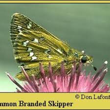 Attēlu rezultāti vaicājumam “Hesperia comma underside”