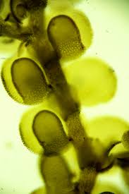 Attēlu rezultāti vaicājumam “Frullania fragilifolia macro”