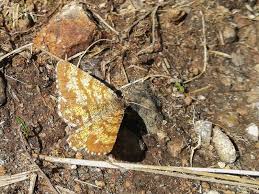 Attēlu rezultāti vaicājumam “Ematurga atomaria”