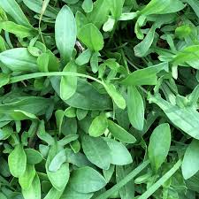 Attēlu rezultāti vaicājumam “Rumex acetosella leaf”