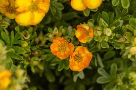 Attēlu rezultāti vaicājumam “Potentilla”