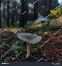 Attēlu rezultāti vaicājumam “Mycena zephirus”