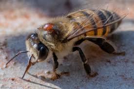 Attēlu rezultāti vaicājumam “Licea chelonoides sessile”