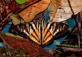 Attēlu rezultāti vaicājumam “Euphydrias aurinia upperside”