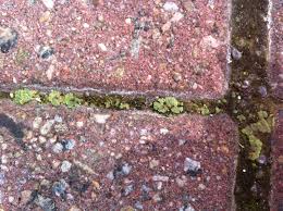 Attēlu rezultāti vaicājumam “Riccia cavernosa”