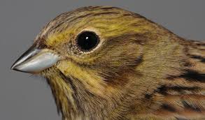 Attēlu rezultāti vaicājumam “Emberiza citrinella juvenile”