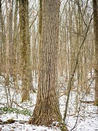 Attēlu rezultāti vaicājumam “Populus x lettland”