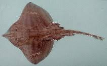 Image result for Raja polystigma