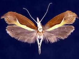 Attēlu rezultāti vaicājumam “Ypsolopha dentella”