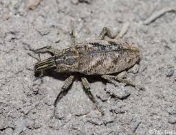 Attēlu rezultāti vaicājumam “Cleonis pigra”