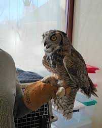 Attēlu rezultāti vaicājumam “Bubo bubo adult”