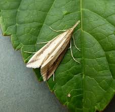 Attēlu rezultāti vaicājumam “Donacaula mucronella”