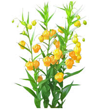 「ソニア・パレス」の画像検索結果