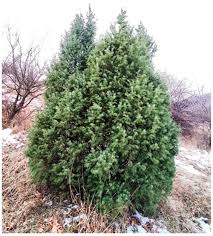 Attēlu rezultāti vaicājumam “Juniperus communis”