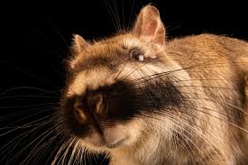 Image result for viscacha