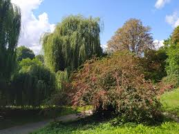 Attēlu rezultāti vaicājumam “Cotoneaster multiflorus”