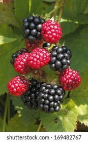 Image result for Rubus sectio