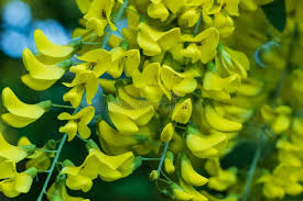 Attēlu rezultāti vaicājumam “Laburnum alpinum flower”