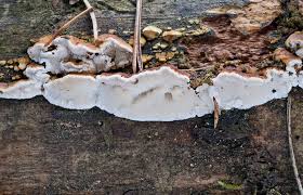 Attēlu rezultāti vaicājumam “Antrodia serialis”