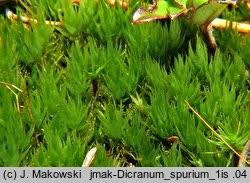 Attēlu rezultāti vaicājumam “Dicranum spurium”