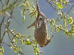 Attēlu rezultāti vaicājumam “Remiz pendulinus nest”