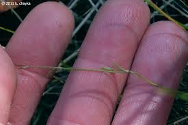 Attēlu rezultāti vaicājumam “Ranunculus flammula leaf”