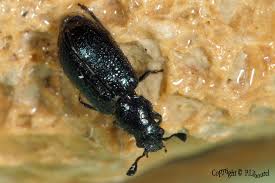 Attēlu rezultāti vaicājumam “Necrobia violacea”