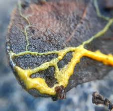 Attēlu rezultāti vaicājumam “Physarum virescens macro”