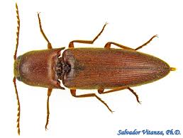 Attēlu rezultāti vaicājumam “Elateridae”