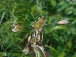 Attēlu rezultāti vaicājumam “Allium oleraceum”