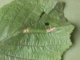 Attēlu rezultāti vaicājumam “Phyllonorycter nicellii”