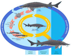 Image result for Acipenser desotoi