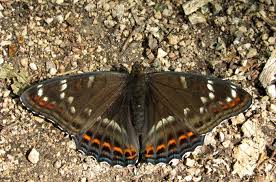 Attēlu rezultāti vaicājumam “Limenitis populi upperside”