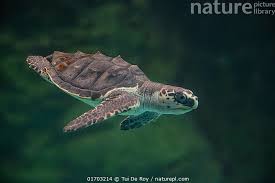 Image result for Lepidochelys olivacea