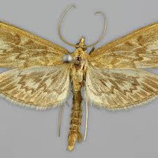 Attēlu rezultāti vaicājumam “Anania lancealis”