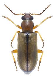 Attēlu rezultāti vaicājumam “Orsodacne cerasi”