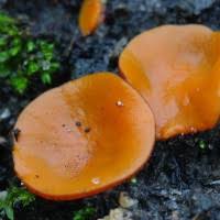 Attēlu rezultāti vaicājumam “Melastiza chateri”