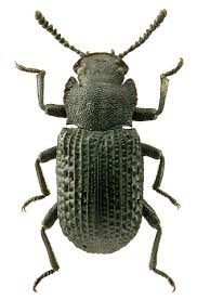 Attēlu rezultāti vaicājumam “Bolitophagus reticulatus imago”