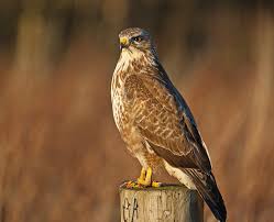 Attēlu rezultāti vaicājumam “Buteo buteo”