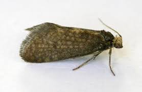 Attēlu rezultāti vaicājumam “Taleporia tubulosa”