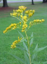 Attēlu rezultāti vaicājumam “Solidago canadensis flower”