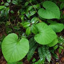 Attēlu rezultāti vaicājumam “Aristolochia durior leaf”