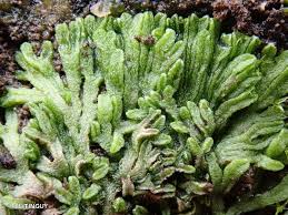 Attēlu rezultāti vaicājumam “Riccia canaliculata”