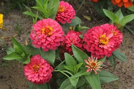 Image result for Zinnia violacea