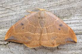 Attēlu rezultāti vaicājumam “Watsonalla binaria”