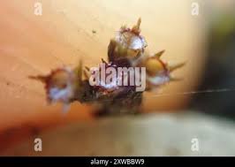 Attēlu rezultāti vaicājumam “Schistidium apocarpum macro”