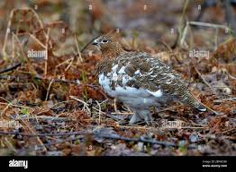 Image result for Lagopus lagopus