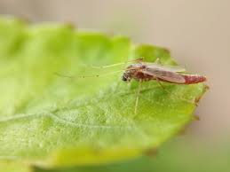 Attēlu rezultāti vaicājumam “Chironomidae imago”