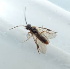 Attēlu rezultāti vaicājumam “Nematus ribesii larva”