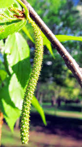 Attēlu rezultāti vaicājumam “Betula humilis male flower”